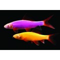 Лабео Glofish ассорти